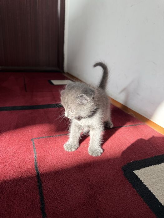 Отдам котят только в хорошие руки!