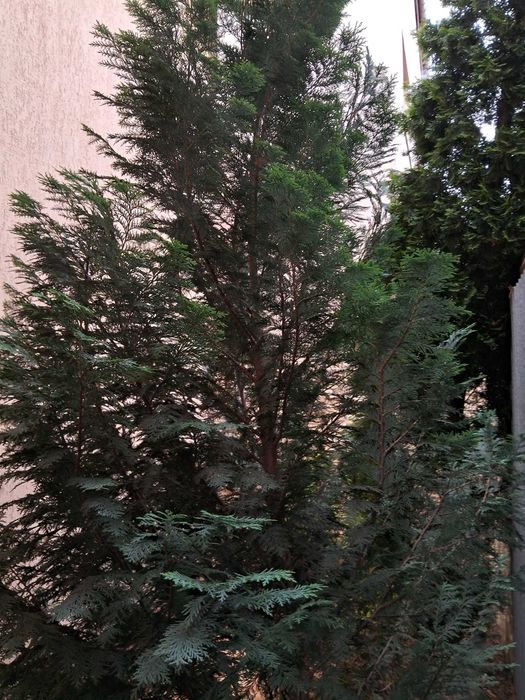 Brazi ornamentali, 5 buc Tuia columnari - 5 m si 2 buc Chiparosi albastri - 5 m
