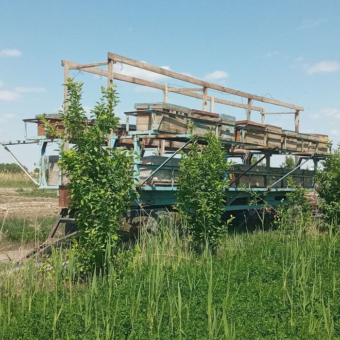 Пчёлы с тележкой