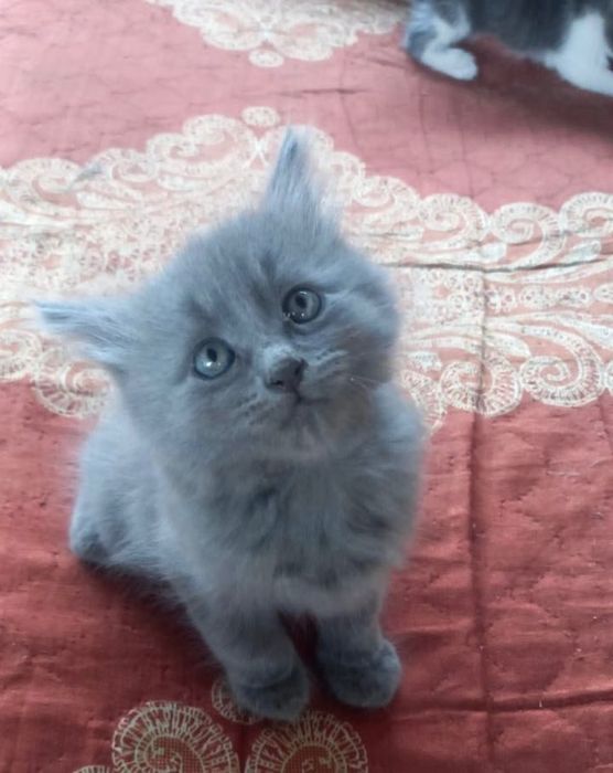 Красивый котенок ищет добрые ручки