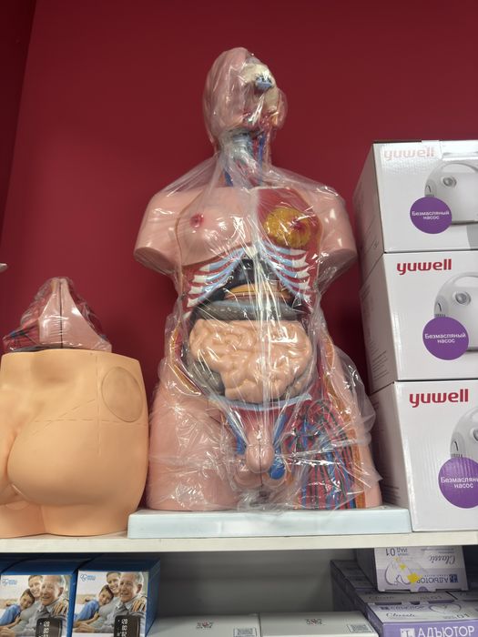 Mulyaj,Муляжи Anatomik odam maketi Макет человека