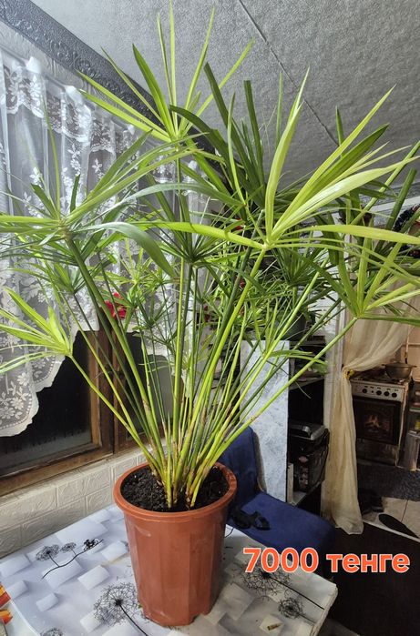 Циперус (Папирус) от 1500