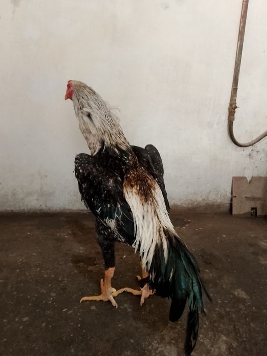 Шоже кораз сатылады