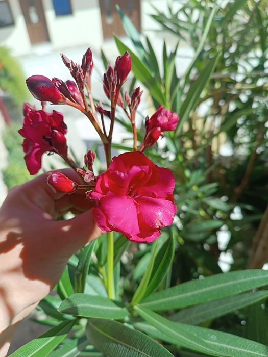 Oleandri mari 1.50–1.80 m — roz / crem / alb / grena / roșu