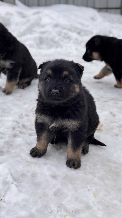 Щенки овчарки ВЕО