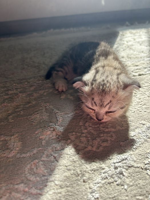 Кошка вислоухая шотландка