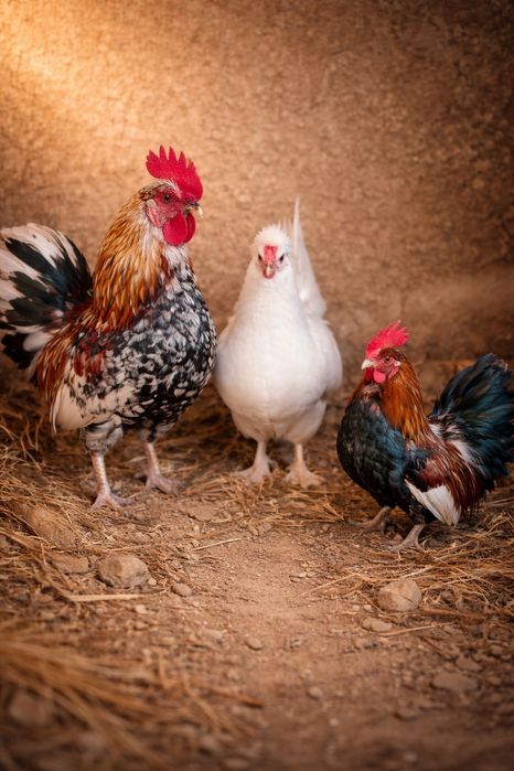 Японски тауықбен  қораздар бар