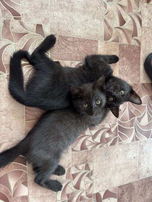Котята бесплатно