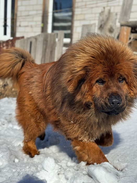 Продам щенков Тибетского мастифа