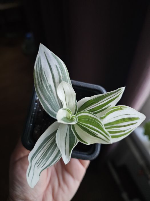 Комнатные цветы от 500 тг