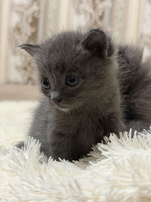 Котята в хорошие руки