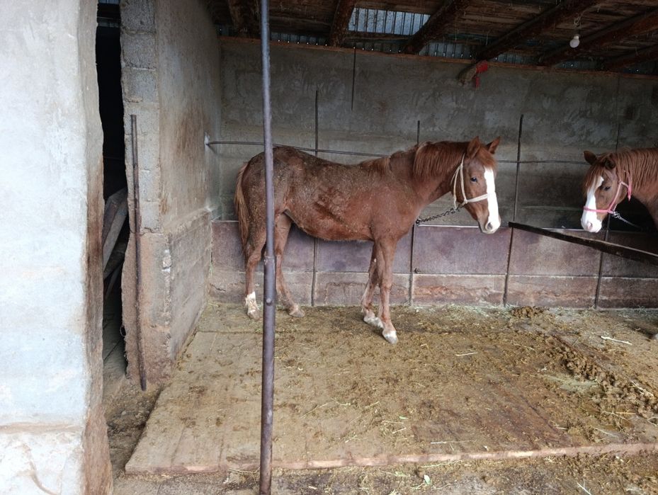 Кобылка 1годовалая рослоя