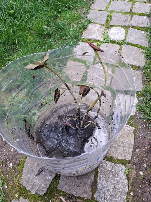 Водна лилия - розова