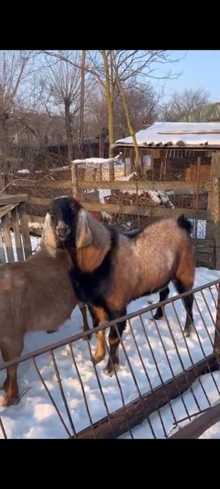 Vând țap Anglo Nubian varsta 1 an din parinti cu pedigree