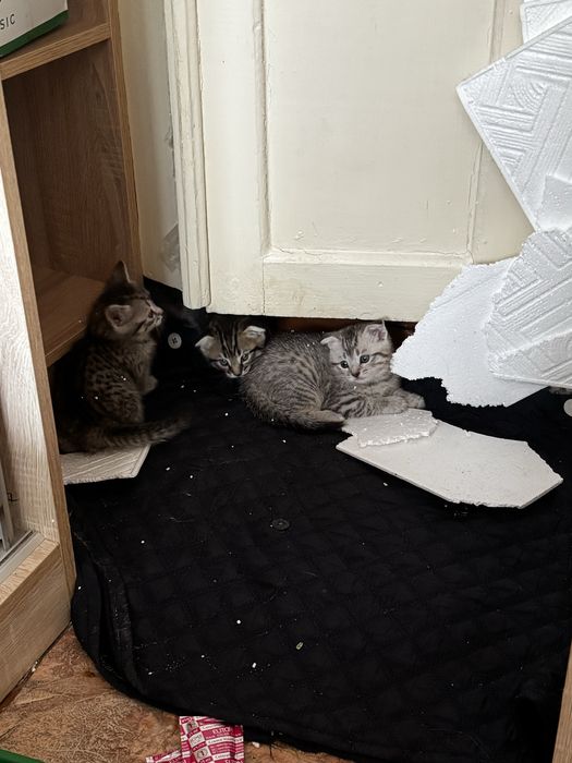 отдам в добрые руки