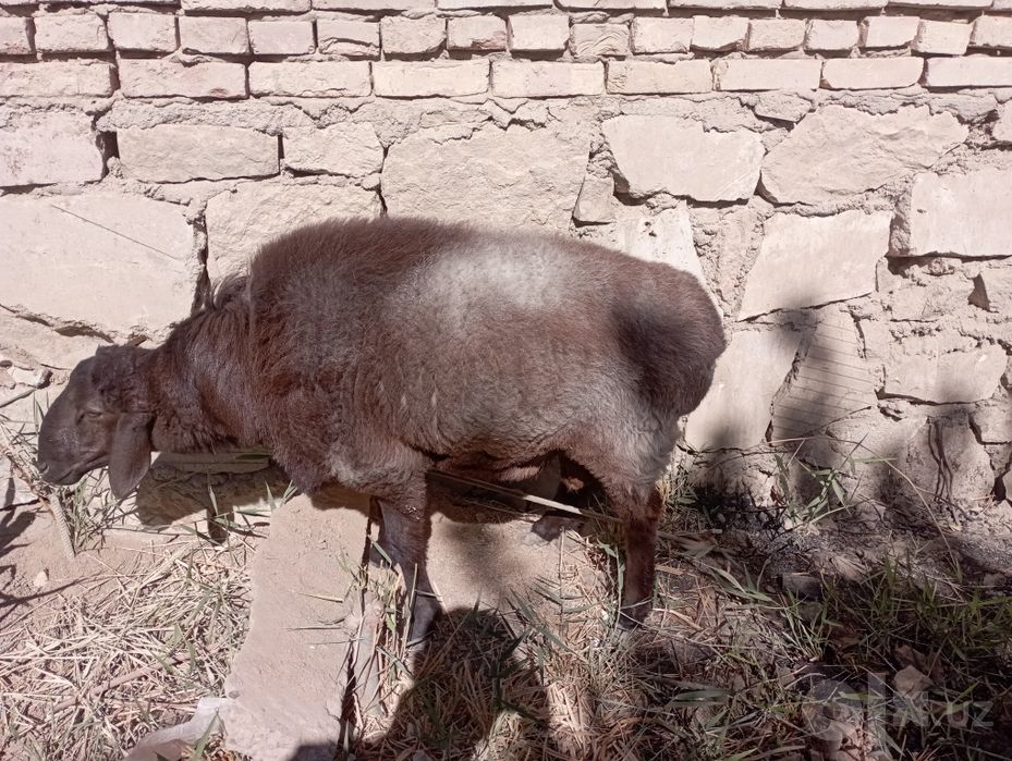 Buxoro tuman Buxoro viloyati