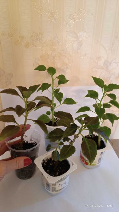 Бальзамины сортовые махровые