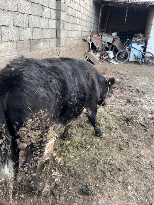 Семиз сиырисатылады