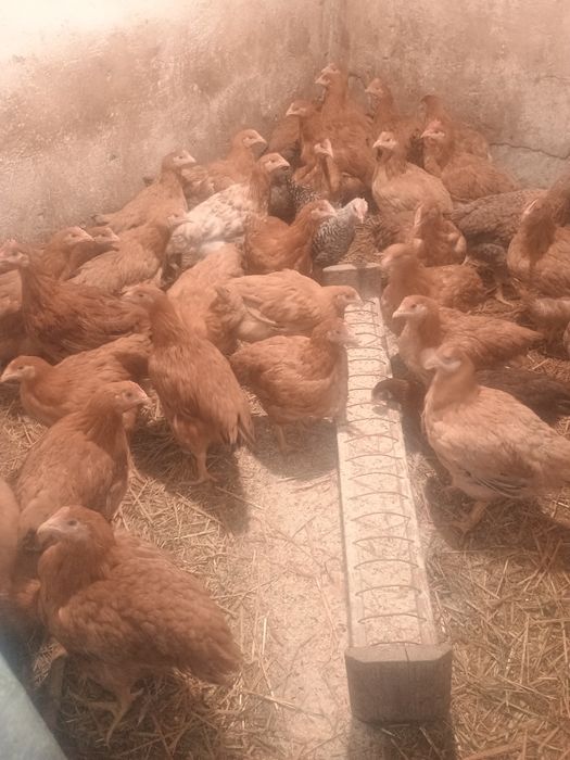 Pui de carne și rasa mixta