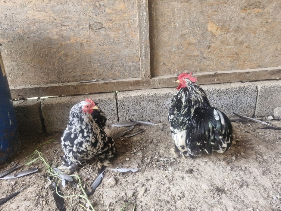 Продаются карлики Кохан