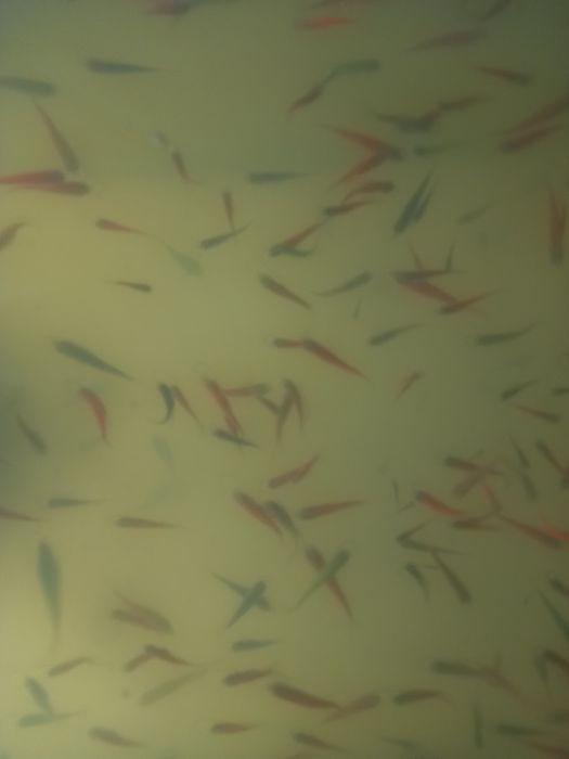 Даниё глофиш рыбки не прихотливые для содержание