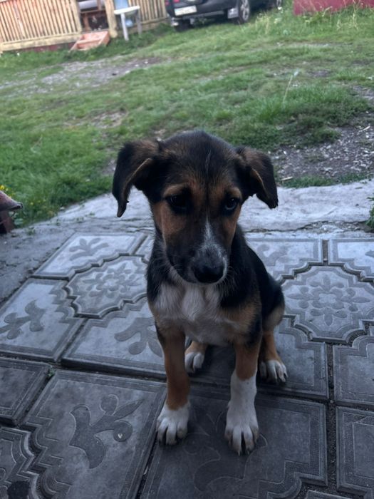 Очаровательные Щенки ищут дом