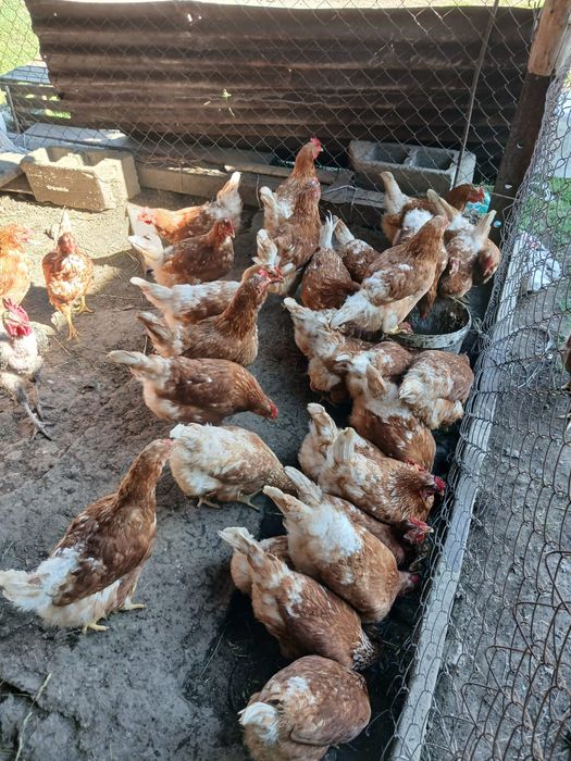 Продаю куры по 4500