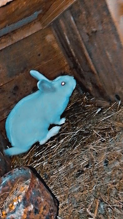 Schimb iepuri de 5 luni cu uriaș german  din zona reghin