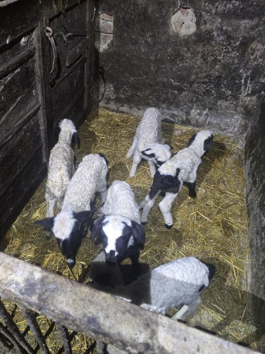 Miei din 2 disponibili