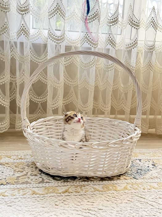 Продам породистых котят