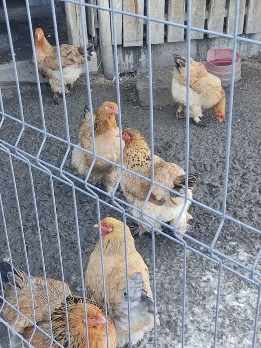 Ouă pt incubat - wyandotte, sussex porțelan, brahma, la bresse