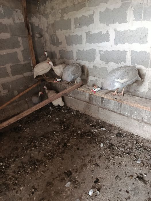 Câte mature, bibilici, puii