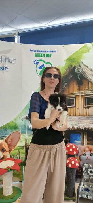 Продаётся щенок помесь, метис