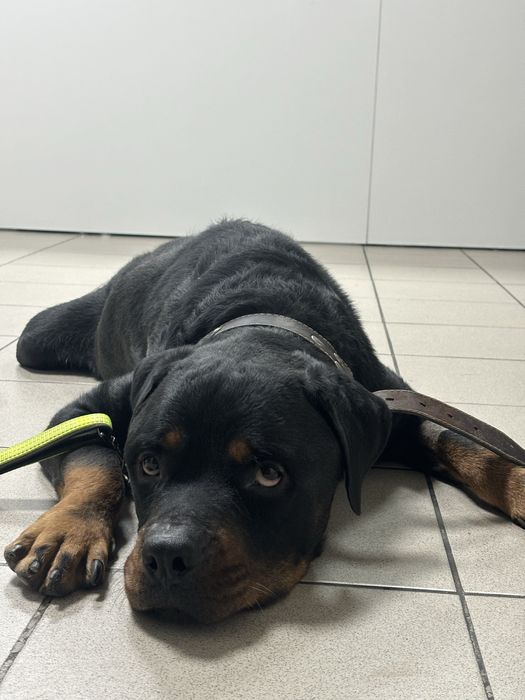 Ветеринар на дом