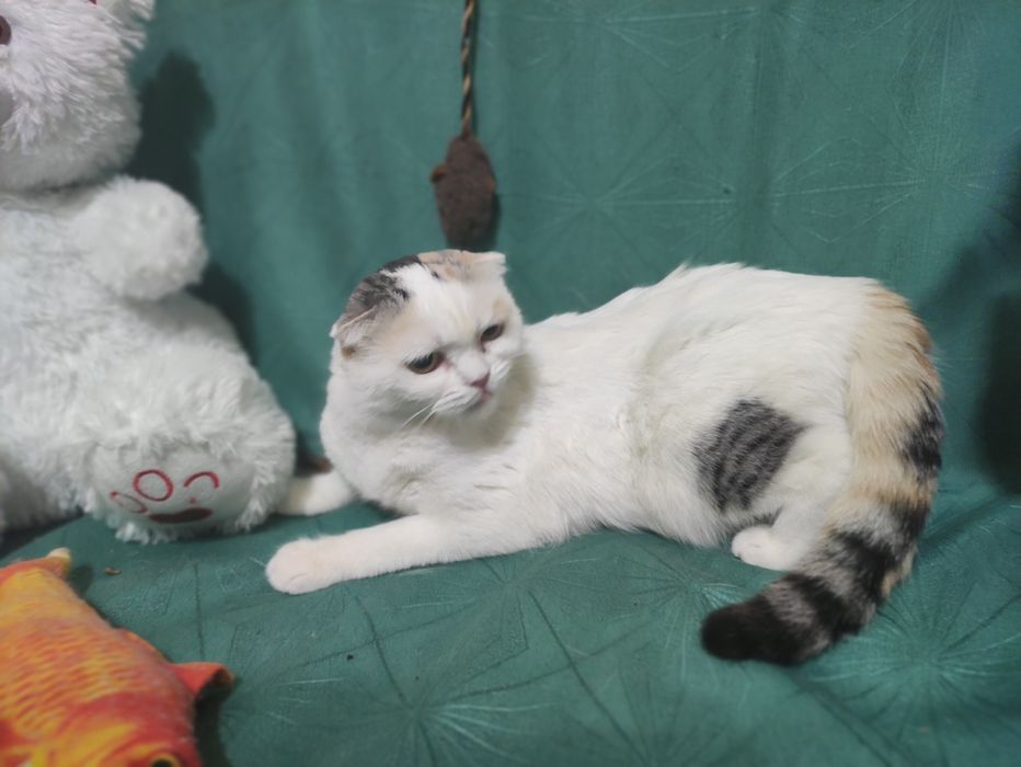 Молодая кошечка фолд