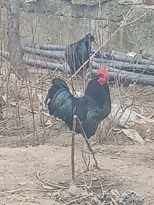 Oua pentru incubat astralorp