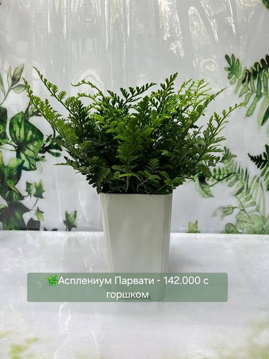Папоротник, Антуриум, Женское счастье, Калатея и др
