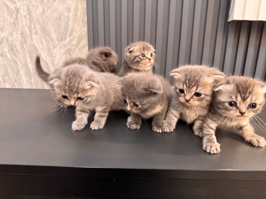 Чистокровные котята Скотиш Фолд