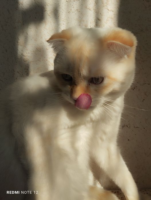 Scottish fold cat