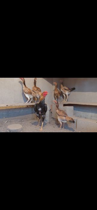 Дакан Жұмыртқасы сатылады