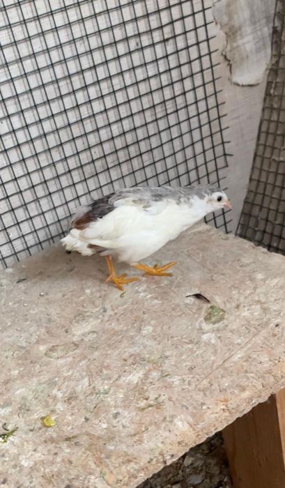 Oua prepelite chinezesti