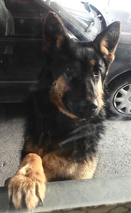 Овчарка, девочка