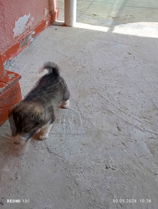 Сатылады алабай кушк