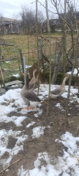 Vând rațe si gaște