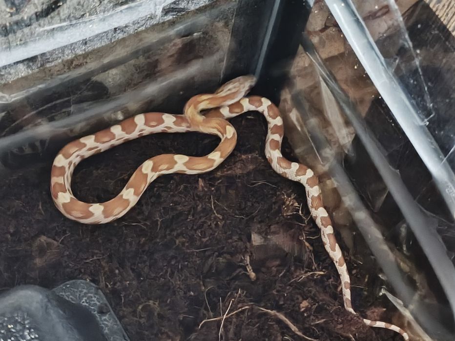 продам Маисового Полоза