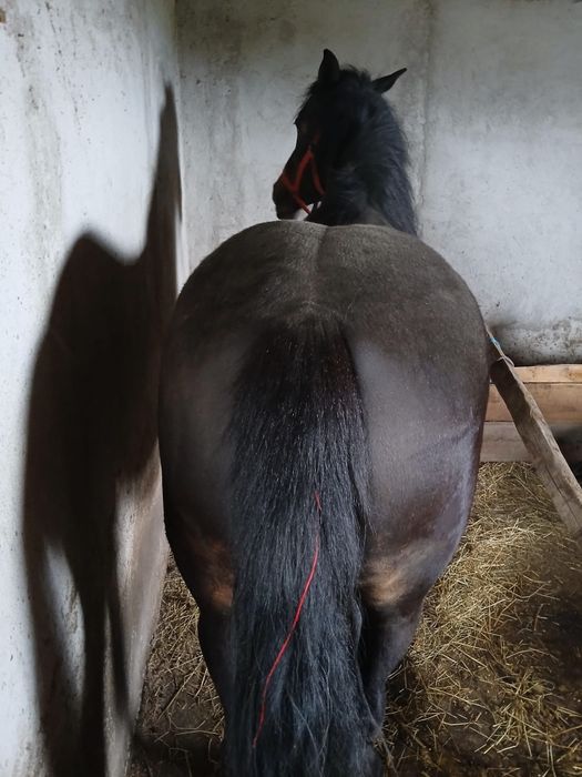 Vând manza de 2 /3 ani