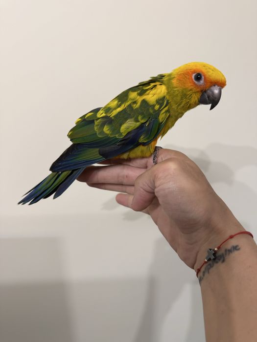 Ръчно хранена Слънчева Аратинга