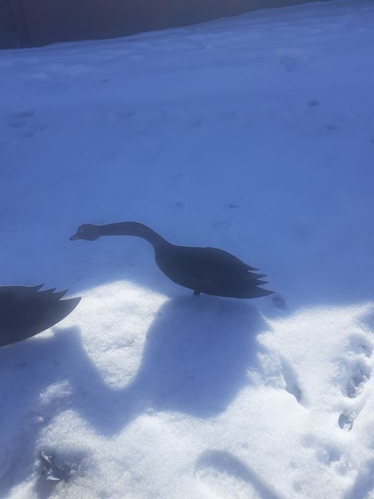 Продам профиля гусей