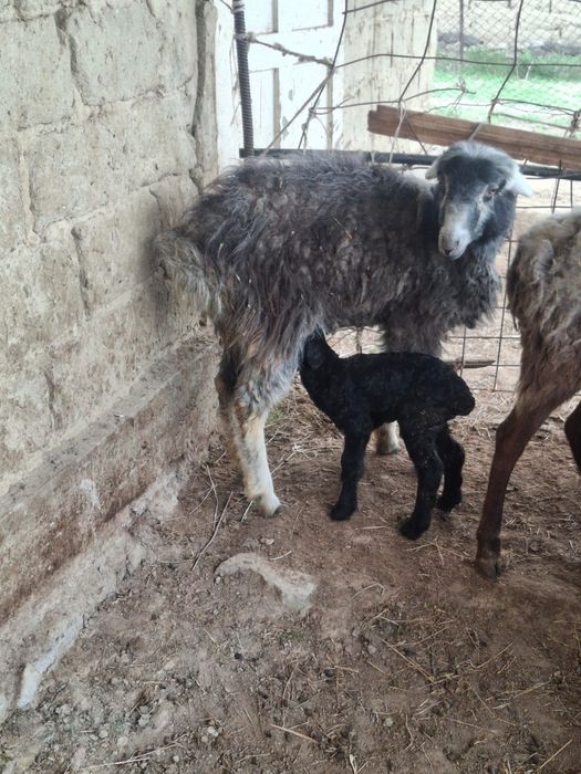 Қозылы қой сатылады