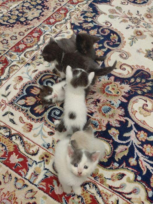 Раздаю котят , мальчики и девочки